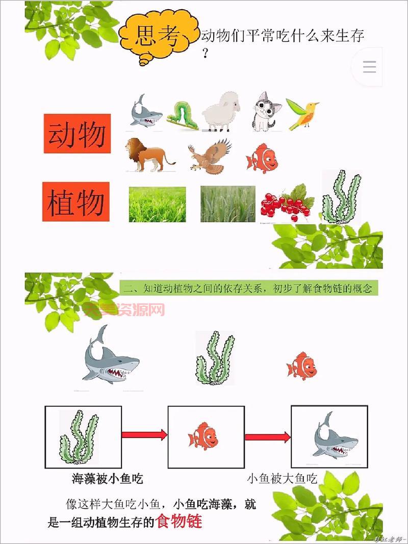 什么是食物链？原来我们吃的饭菜都和它有关！