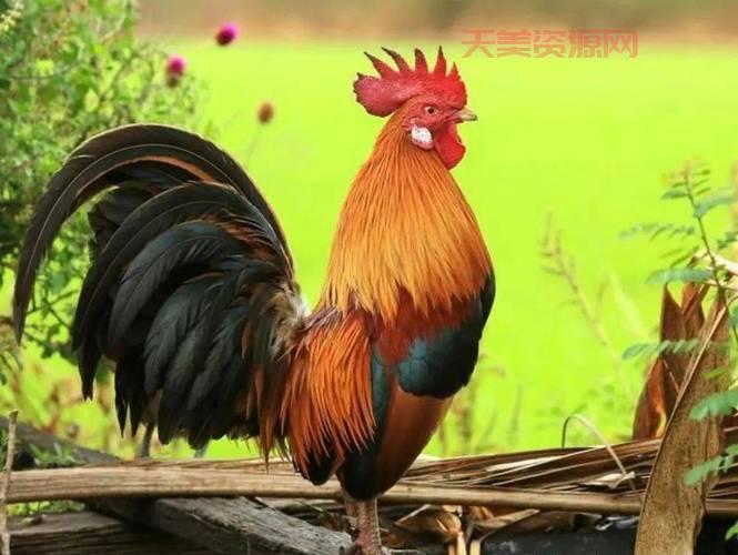 公鸡为什么会报晓？生物学家来给你揭秘啦！