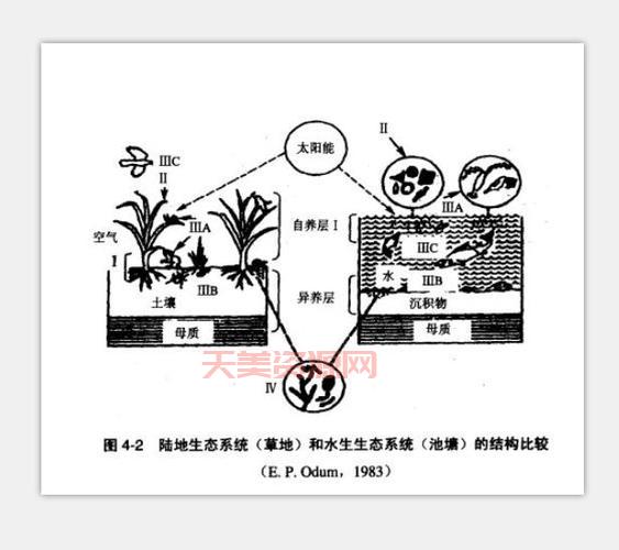 散养模式有哪些？不同模式优缺点对比！