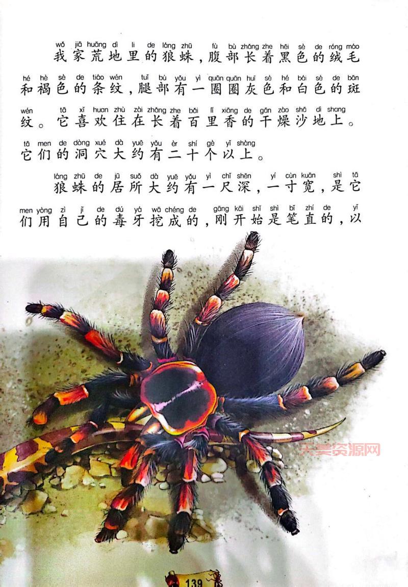 狼蛛多少钱一只？宠物狼蛛价格及购买渠道分享！