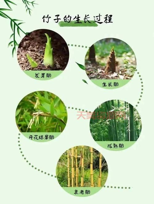竹子主要产自哪些地方？这篇文章告诉你答案！