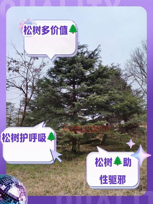 松树的全身都是宝？这些用途值得一看！