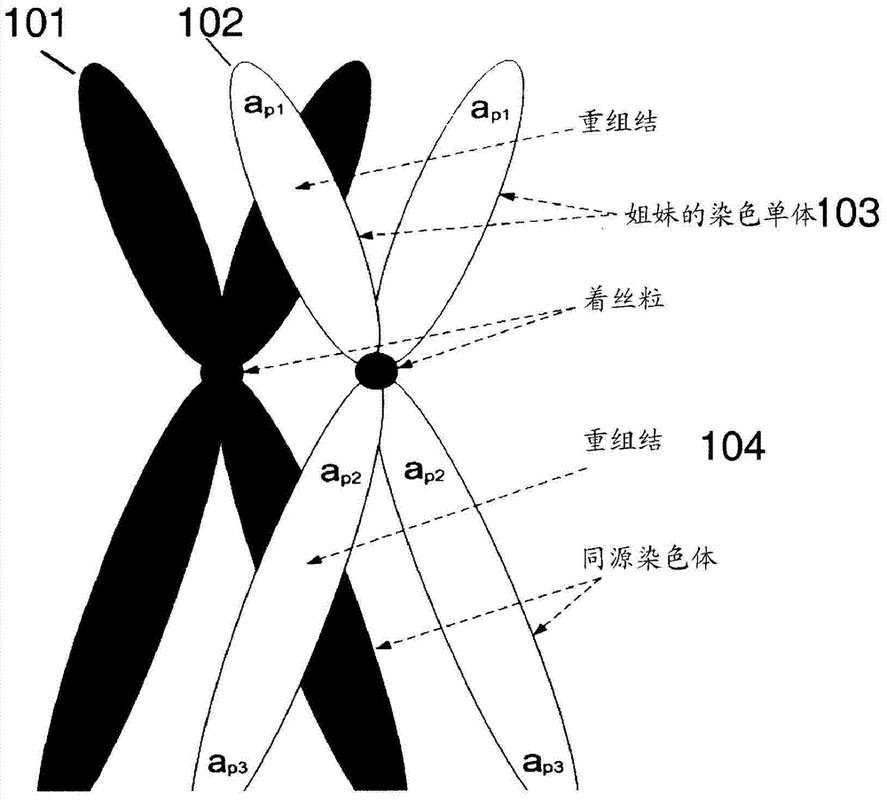 等位基因是啥意思？初中生物知识点详解！