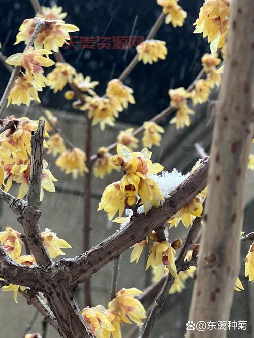 岁寒三友是哪三种植物？看完这篇你就懂了！