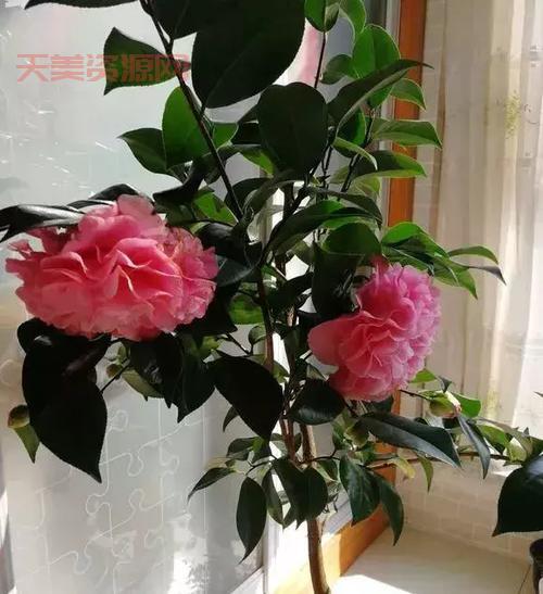 岁寒三友是哪三种植物？看完这篇你就懂了！
