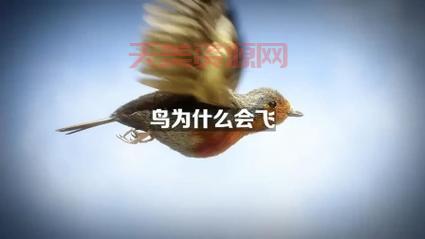 小鸟飞行原理是什么？简单几步让你明白！