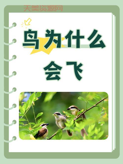 小鸟飞行原理是什么？简单几步让你明白！