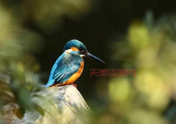 国家二级保护动物有哪些？快来看看你认识几个！