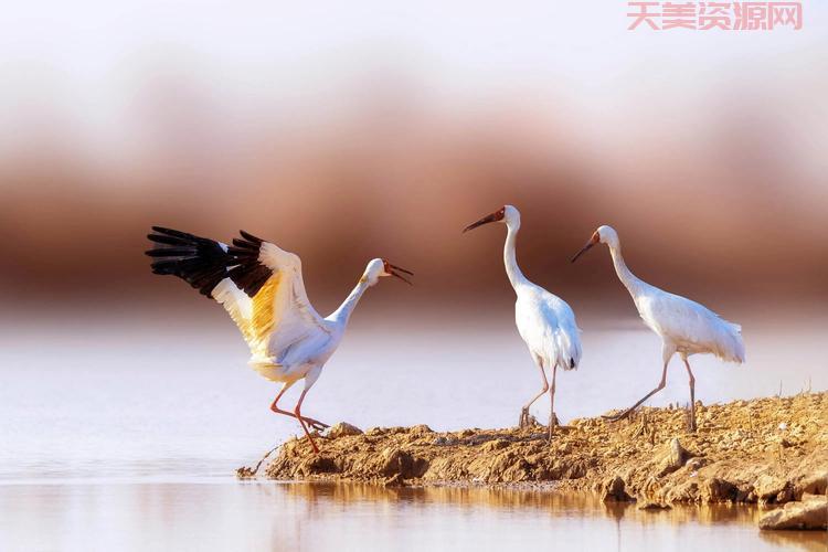 鹤立鸡群的主人公是谁？小学课本就学过啦！