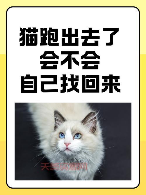猫咪最新地域网名3336入口在哪？老司机带你上车！