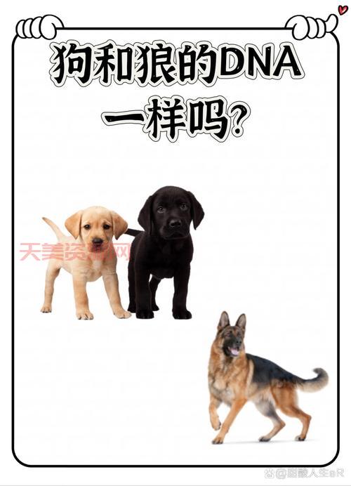 想知道狼和狗的区别吗？了解这些就不容易搞混了！