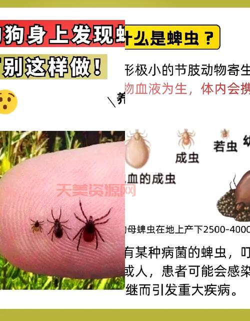 碑虫防治用什么方法好？对比几种常见方案优缺点！