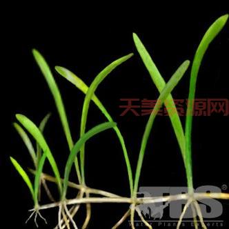 杜拉克草的功效与作用，真实案例分享，看完就明白了！