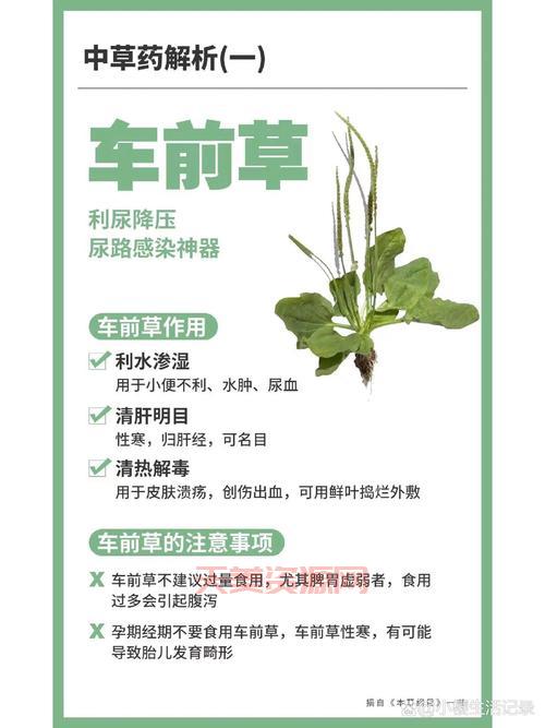 杜拉克草的功效与作用，真实案例分享，看完就明白了！