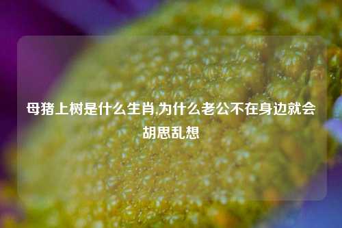 母猪上树是什么生肖,为什么老公不在身边就会胡思乱想