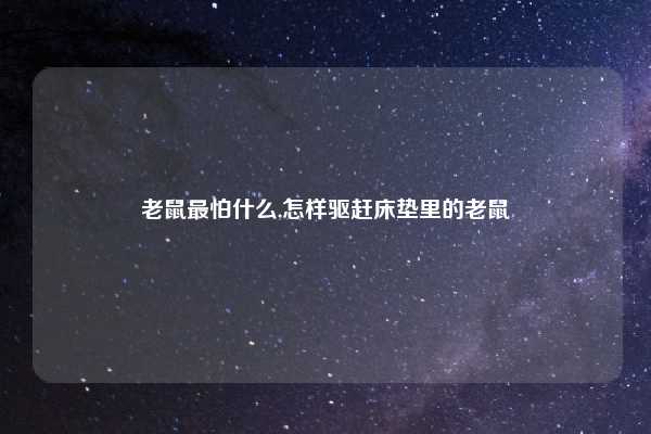 老鼠最怕什么,怎样驱赶床垫里的老鼠