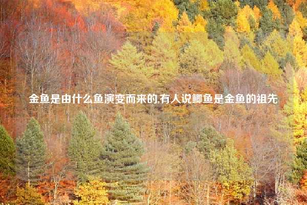 金鱼是由什么鱼演变而来的,有人说鲫鱼是金鱼的祖先
