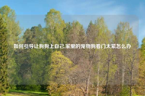 如何引导让狗狗上自己,家里的宠物狗看门太紧怎么办