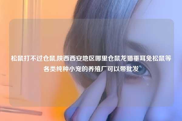 松鼠打不过仓鼠,陕西西安地区哪里仓鼠龙猫垂耳兔松鼠等各类纯种小宠的养殖厂可以带批发