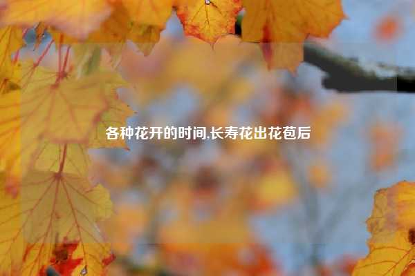 各种花开的时间,长寿花出花苞后