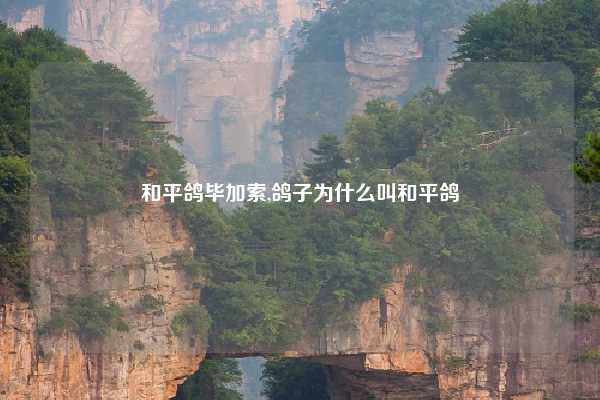 和平鸽毕加索,鸽子为什么叫和平鸽