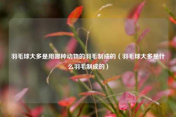 羽毛球大多是用哪种动物的羽毛制成的（羽毛球大多是什么羽毛制成的）