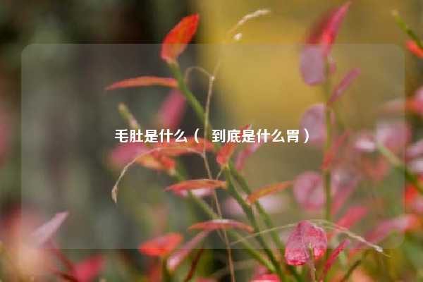 毛肚是什么（  到底是什么胃）
