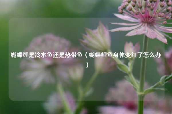 蝴蝶鲤是冷水鱼还是热带鱼（蝴蝶鲤鱼身体变红了怎么办）