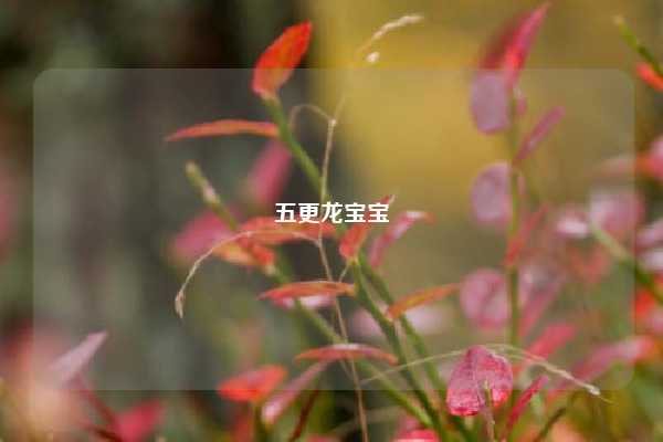 五更龙宝宝