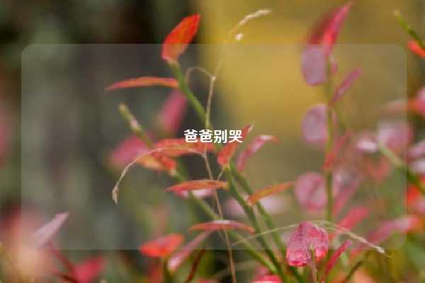 爸爸别哭
