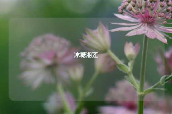 冰糖湘莲