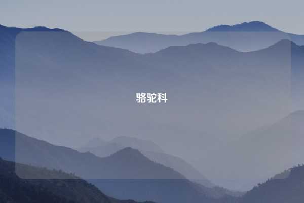 骆驼科