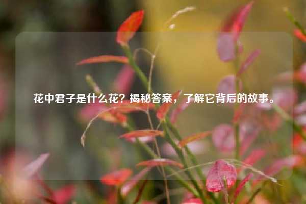 花中君子是什么花？揭秘答案，了解它背后的故事。