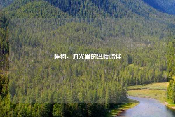 睡狗，时光里的温暖陪伴