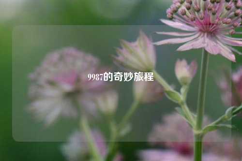 9987的奇妙旅程