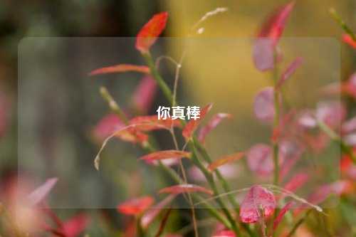 你真棒