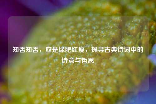 知否知否，应是绿肥红瘦，探寻古典诗词中的诗意与哲思